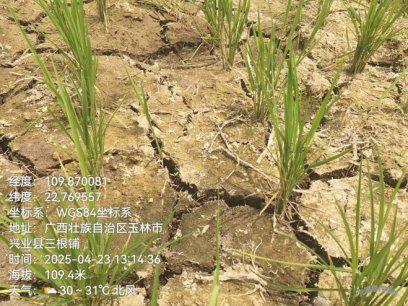 气象月报（2025年05月03日）麻将胡了2试玩中央气象台：全国农业(图3)