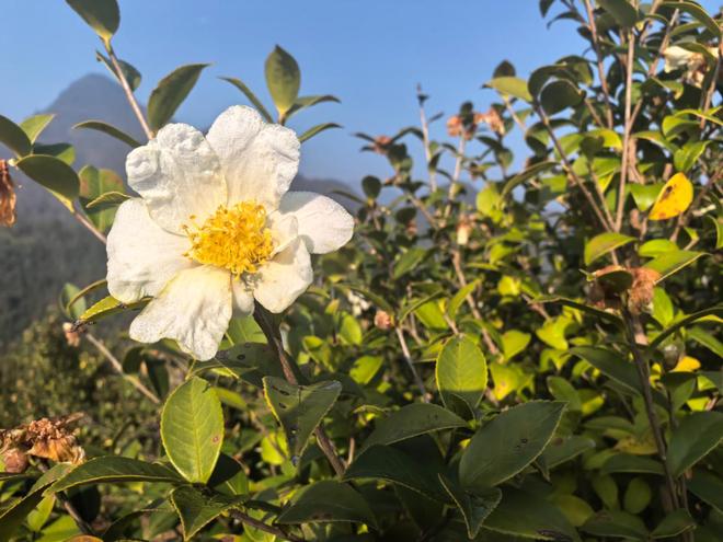 滴油流出广东韶关油茶产业新未来麻将胡了从餐桌走向梳妆台 一(图4)